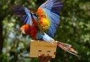 Guárico celebra el Día Mundial del Medio Ambiente con la liberación de guacamayas bandera