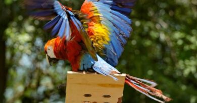 Guárico celebra el Día Mundial del Medio Ambiente con la liberación de guacamayas bandera