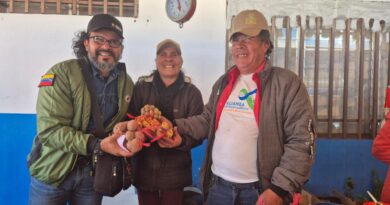 Gobernación de Mérida apoya producción de la semilla nativa de papa Gobernación de Mérida apoya producción de la semilla nativa de papa