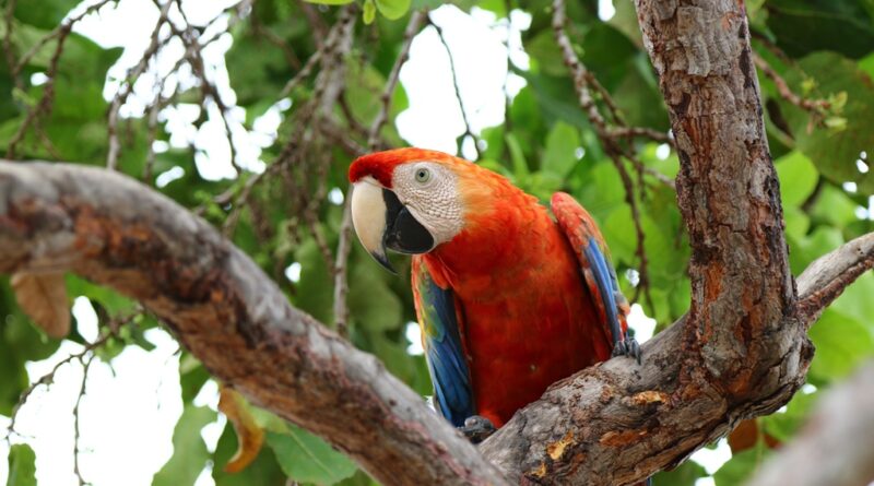 Olas de calor extremo afectan a la fauna silvestre