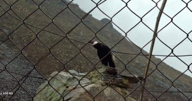 Cóndor andino “Combatiente” regresa a su hábitat natural en Mifafí